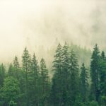 nature wallpaper, forest, trees-3622519.jpg